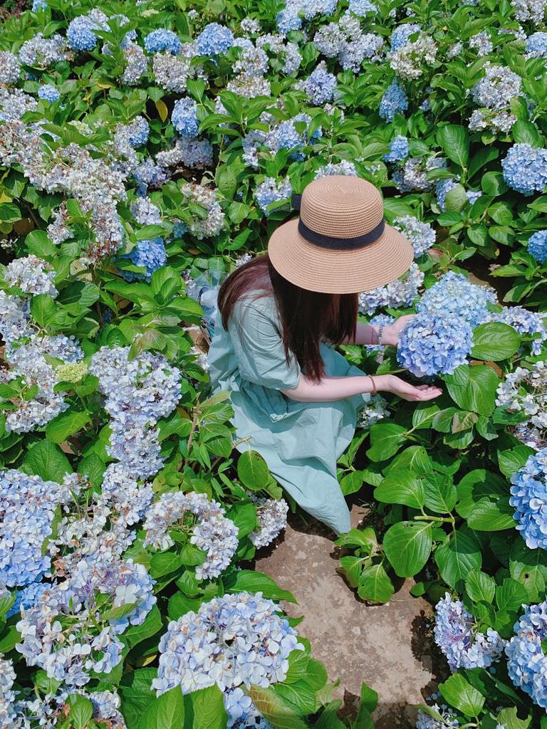 大梯田花卉生態農場｜陽明山竹子湖｜繡球花19.jpg