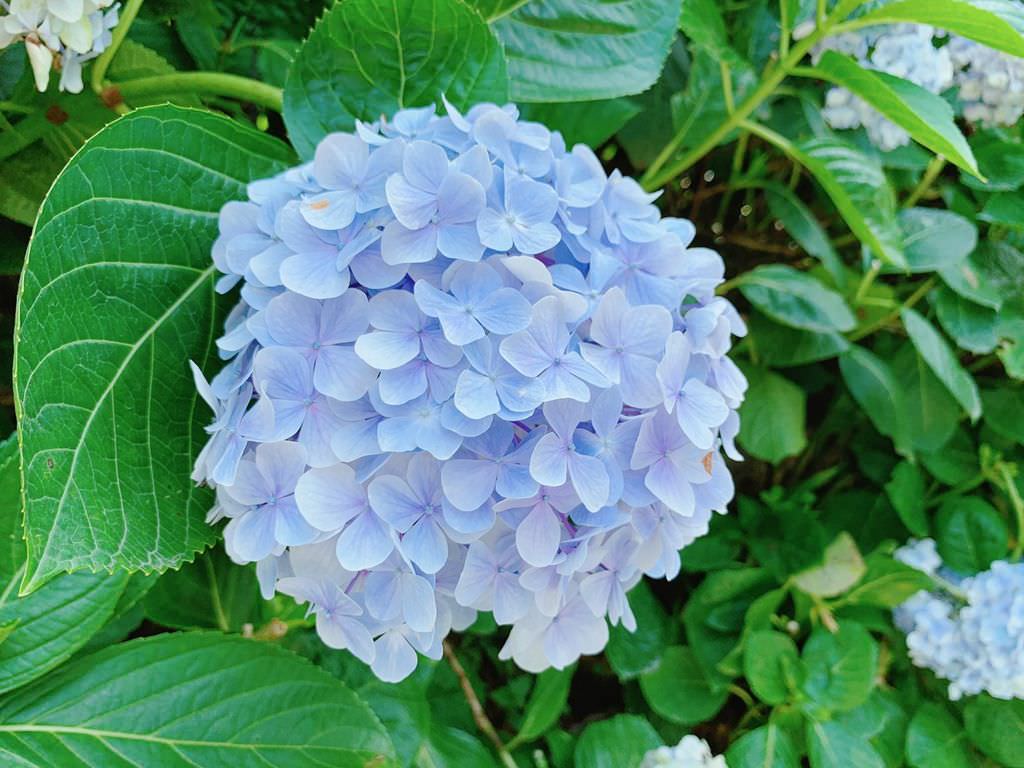 大梯田花卉生態農場｜繡球花｜陽明山竹子湖交通.jpg