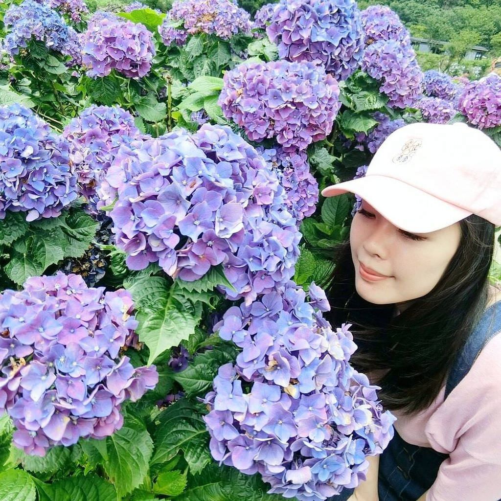 繡球花景點Hydrangea｜台北陽明山.jpg