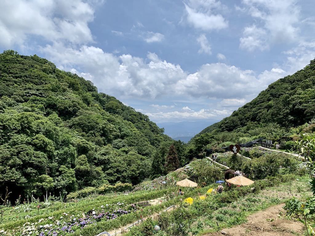 大梯田花卉生態農場｜陽明山竹子湖繡球花季03.jpg