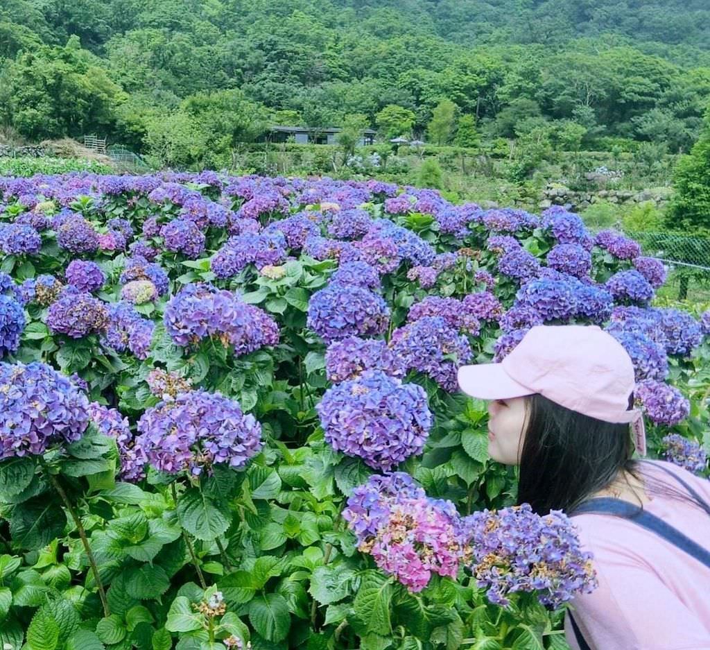 大賞園繡球花田｜花海｜台北竹子湖.jpg