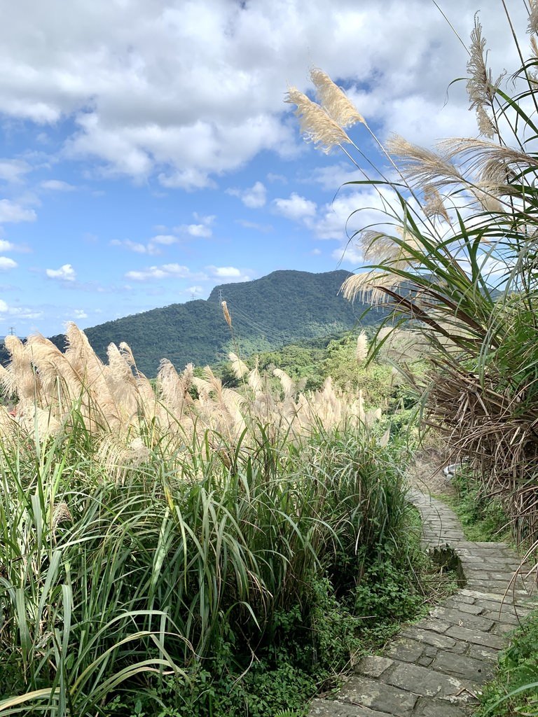 芒草景點.jpg