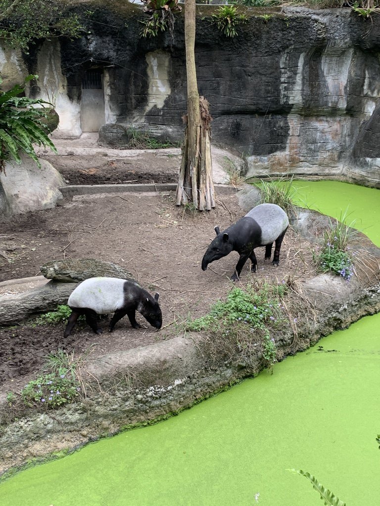 木柵動物園馬來膜.JPG