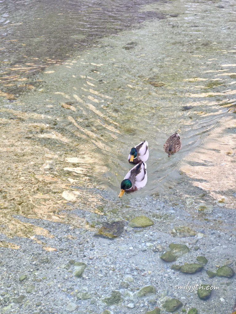2023 來去國王湖住一晚!德國國王湖(Königssee)自由行攻略!交通、住宿、船票、餐廳詳細介紹。 - 第84張圖 2023 來去國王湖住一晚!德國國王湖(Königssee)自由行攻略!交通、住宿、船票、餐廳詳細介紹。