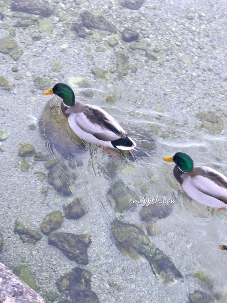 2023 來去國王湖住一晚!德國國王湖(Königssee)自由行攻略!交通、住宿、船票、餐廳詳細介紹。 - 第85張圖 2023 來去國王湖住一晚!德國國王湖(Königssee)自由行攻略!交通、住宿、船票、餐廳詳細介紹。
